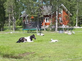 Ratsastuskoulun eläimiä nurmikolla lepäämässä