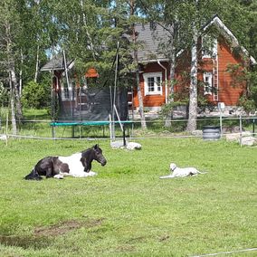 Ratsastuskoulun eläimiä nurmikolla lepäämässä