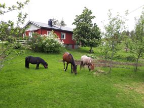 Tallin hevosia aterioimassa nurmikolla