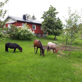 Tallin hevosia aterioimassa nurmikolla