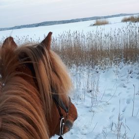 Hevonen talvisessa maisemassa