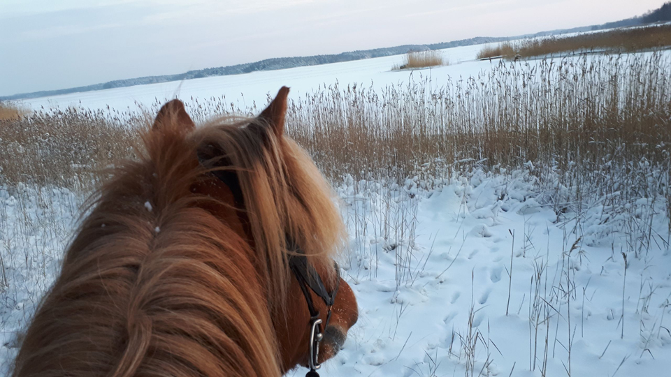 Hevonen talvisessa maisemassa